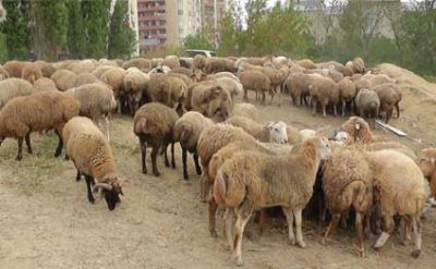 Kimlər qurban kəsə bilməz?