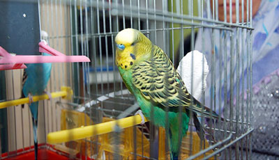 Tutu quşu İxlas surəsini oxuyur