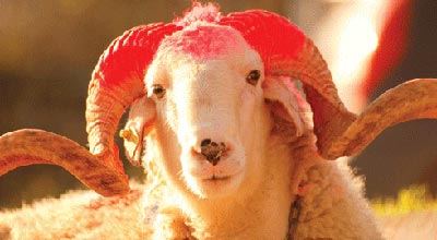 Qurban bayramı ferqli günlerde qeyd olunacaq