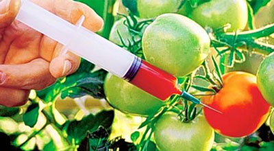 GMO mehsullarına qadağa qoyuldu!