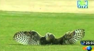 Bayquşu öldürən futbolçuya cəza verildi