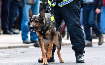 Köpeklere pensiya verilecek