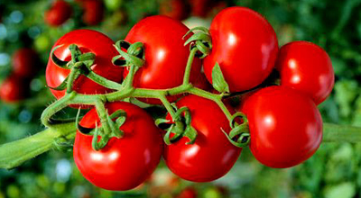 Fermerlər pomidor məhsulunu sata bilmirlər