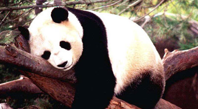 Körpə, məzəli panda