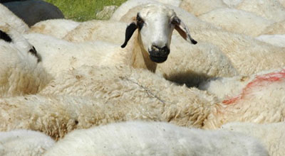 Bakıda qurbanlıq heyvan satışı təşkil ediləcək