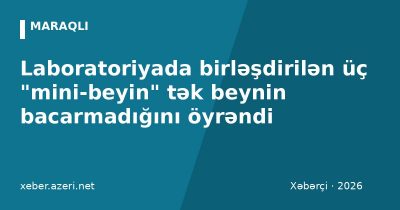 Laboratoriyada birləşdirilən üç "mini-beyin" tək beynin bacarmadığını öyrəndi