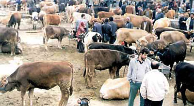 Qaradağda mal-qara oğurları saxlanılıb