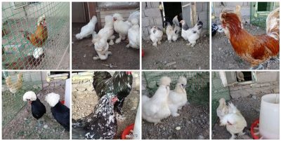 Bəzək Toyuqları yumurta satışı