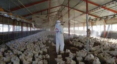 Ölkədə quş qripi tapılmadı