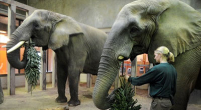 Zooparkda faciə: fil təlimçini əzdi