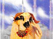Bu gün Qurban bayramıdır