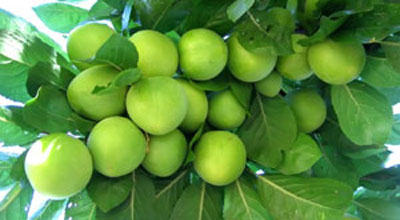 Alça 111 dollardan bazara çıxdı