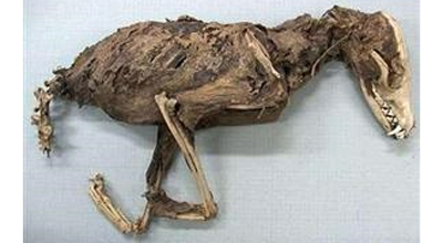 Göyçayda dinozavr skeleti tapılıb