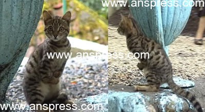 Lerikdə kenquruya bənzər pişiklər doğulub