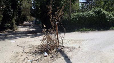 Bakıda küçənin ortasında ağac peyda oldu